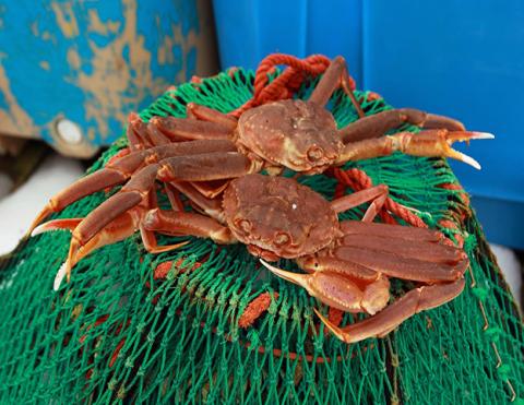 crabe des neiges