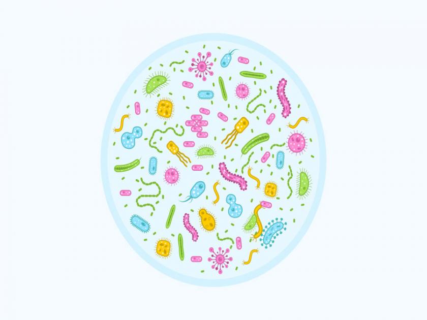 Les analyses microbiologiques de vos produits agro-alimentaires